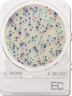 Compact Dry Ecoli Coliform EC | Nissui​