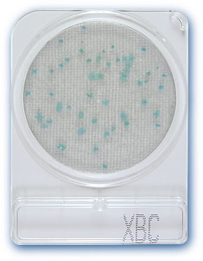 Đĩa Compact Dry kiểm tra Bacillus Cereus | Compact Dry Bacillus X-BC | Nissui