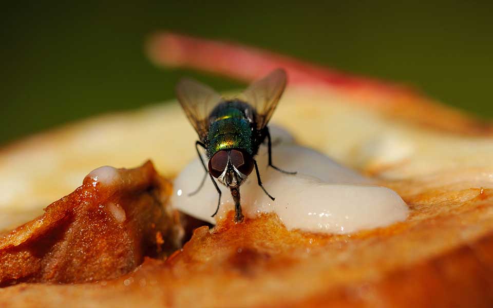 should you still eat your food if a fly lands on it 1 1471265467226