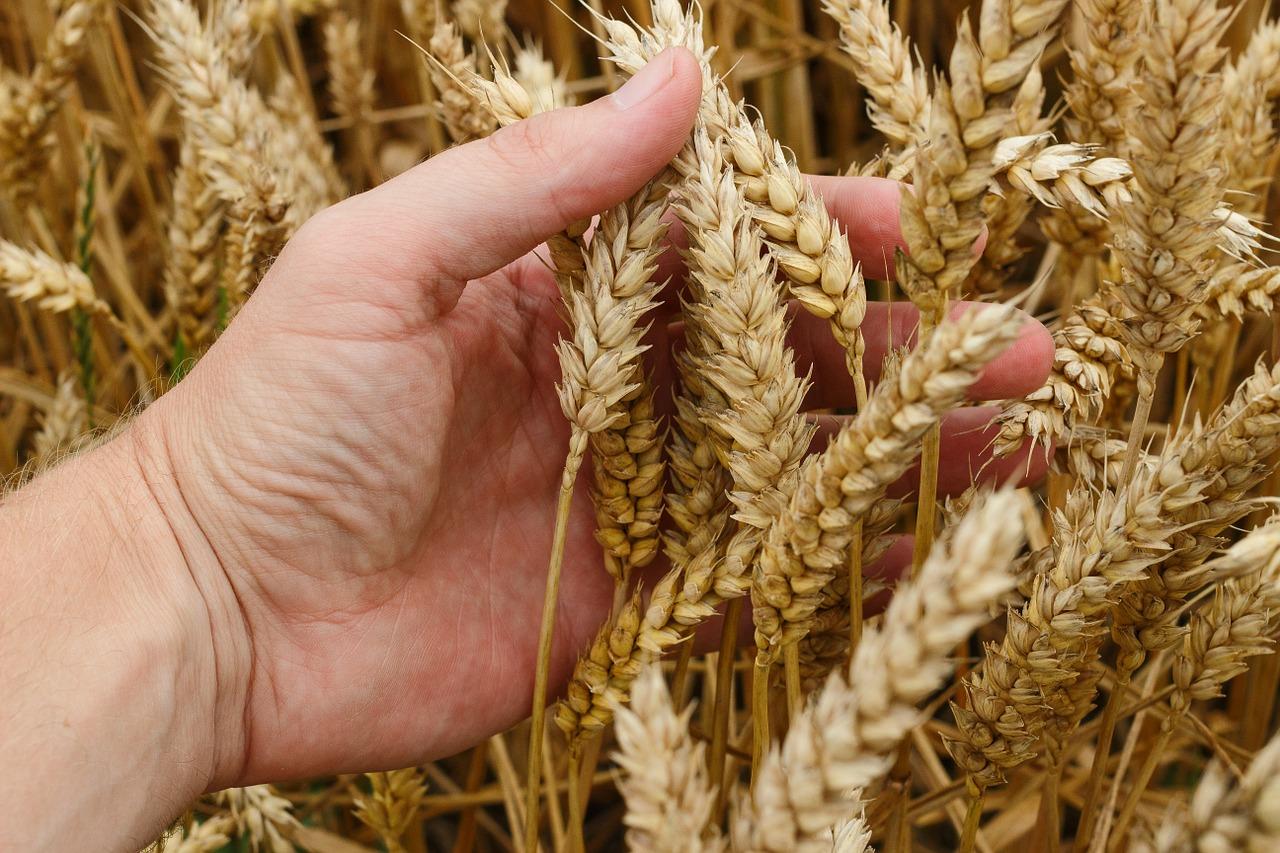 Tìm hiểu về dị ứng Gluten và ai nên tránh gluten?