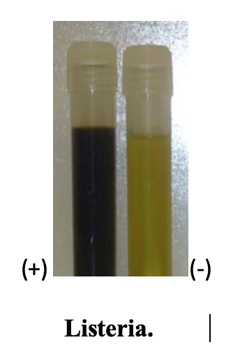 Bước 5 sử dụng test nhanh vệ sinh bề mặt Path-chek phát hiện Listeria